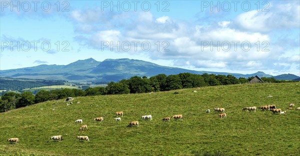 Herd of Aubrac cows grazing in the Cezallier region of Auvergne Volcanoes Natural Park against the