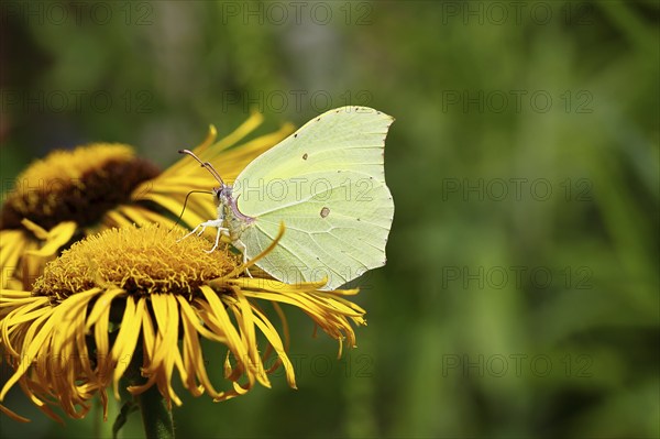 Lemon butterfly (Gonepteryx rhamny) on a yellow flower of a Great Telekie (Telekia speciosa),