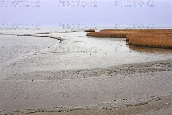 Low tide, mudflats, Dollart, Nieuwe Statenzijl, Netherlands