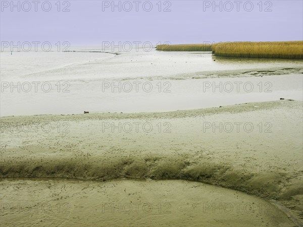 Low tide, mudflats, Dollart, Nieuwe Statenzijl, Netherlands