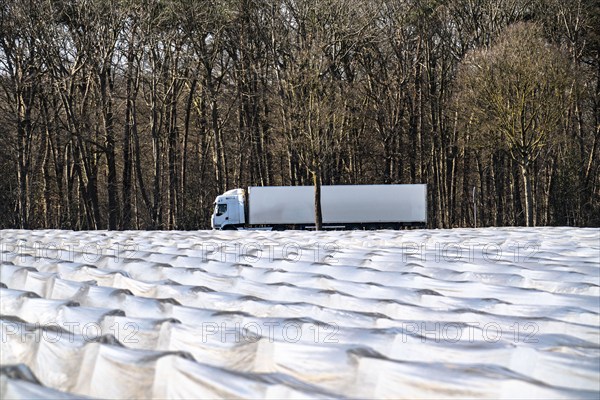 Agriculture on the Lower Rhine, early season, asparagus cultivation in spring, under plastic