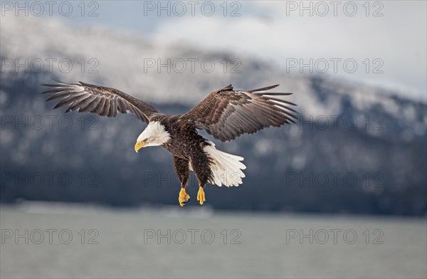 Bald eagle, Haliaeetus leucocephalus, flying, adult, winter, Homer, Alaska, USA, North America