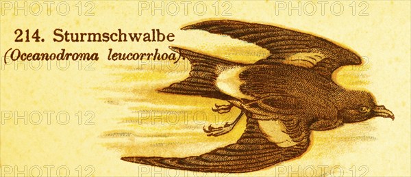 Storm Petrel (Oceanodroma leucorrhoa) or Storm Petrel (Oceanodroma leucorhoa) in flight, World of