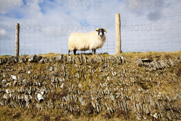 Sheep standing on dry stone wall, Exmoor national park, Devon, England, United Kingdom, Europe