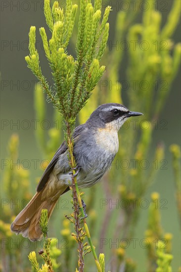 Cossypha caffra, family of flycatchers, Underberg surroundings, Underberg, KwaZulu-Natal, South
