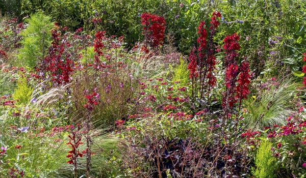 Perennial bed, bed with autumn perennials, Rhineland-Palatinate, Germany, Europe