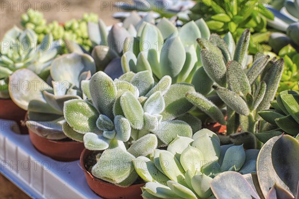Set of beautiful little plant, succulent in a small plastic flower pot