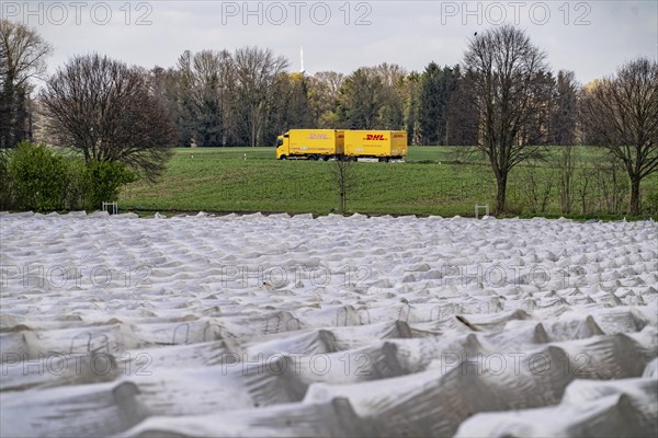 Asparagus fields, asparagus stems under foil, for faster growth, near Kirchhellen, district of