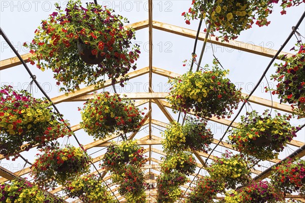 Yellow and red flowers in hanging baskets being grown in containers inside greenhouse in spring,