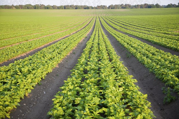 Rows of celery crop growing in a field, Sutton Heath, Suffolk, England, United Kingdom, Europe