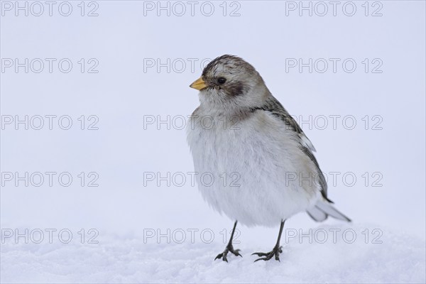 Snow bunting (Plectrophenax nivalis insulae) (Emberiza nivalis) in winter plumage in the snow