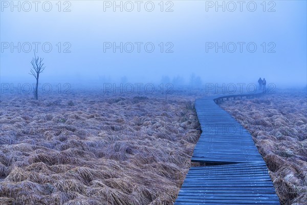 The High Fens nature park Park, in the German-Belgian border region near Eupen, winter, fog, wooden