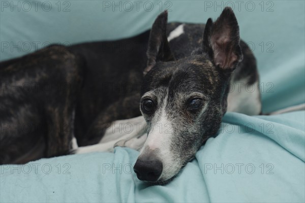 A rescued greyhound, blind in one eye and with cropped ears, gazes directly into the camera as she