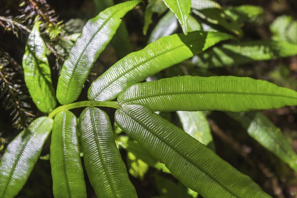 Ornamental bright green fern leaves in the jungle.Malaysia