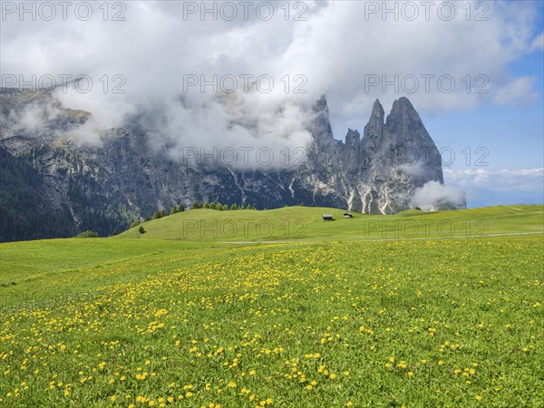 Sciliar in the fog, Alpine meadow and pastures, Alpe di Siusi, Dolomites, South Tyrol