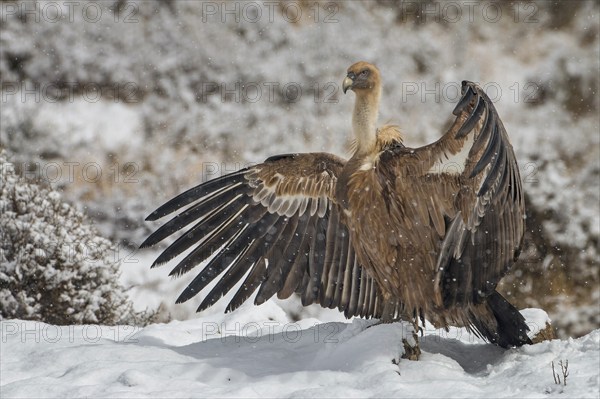 Griffon vulture (Gyps fulvus) Old world vulture, snow and frost, winter landscape, wings drying,