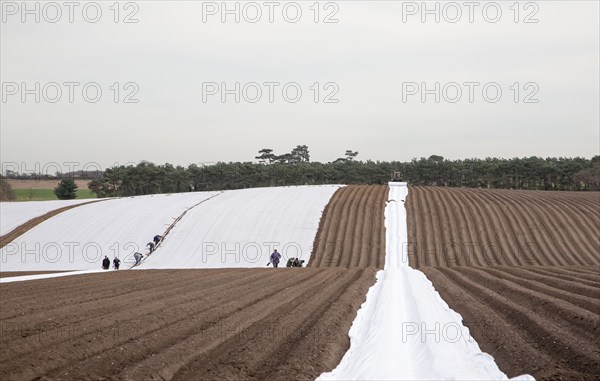 A tractor and team of workers laying out protective fleecing over a potato crop, Butley, Suffolk,