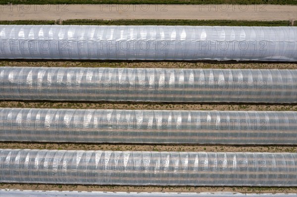 Open field strawberry cultivation in a foil greenhouse, young strawberry plants growing, near