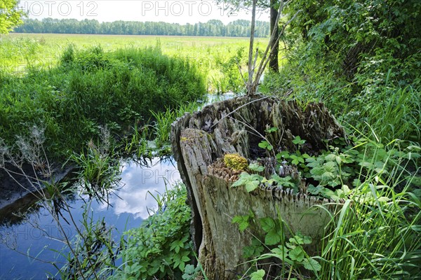 Modernised tree stump and deadwood in the wetlands of the Ohre in the UNESCO Drömling Biosphere