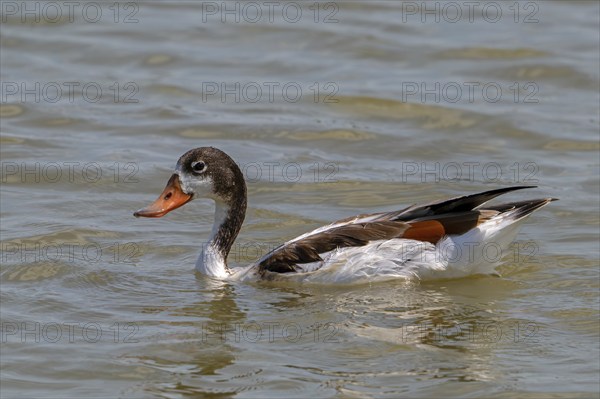 Common shelduck (Tadorna tadorna) juvenile swimming in pond in wetland in summer