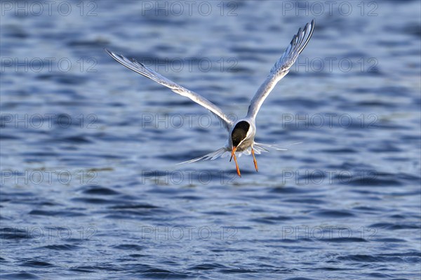 Common tern (Sterna hirundo) adult in breeding plumage in flight, fishing along the North Sea coast