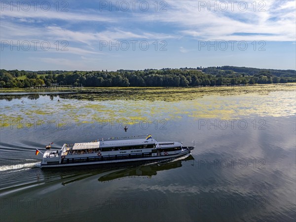 Green carpet of plants on Lake Baldeney in Essen, proliferating aquatic plant Elodea, waterweed, an