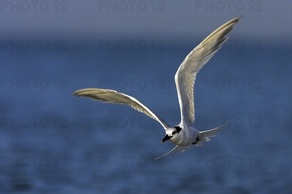 Sandwich tern (Sterna sandvicensis), Bowman's Beach, Sanibel Island, Florida, USA, North America