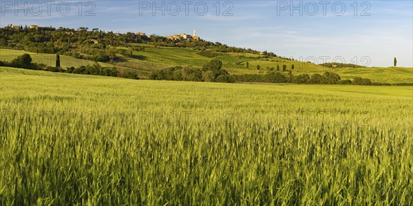 Landscape around Pienza, Val d'Orcia, Orcia Valley, UNESCO World Heritage Site, Province of Siena,