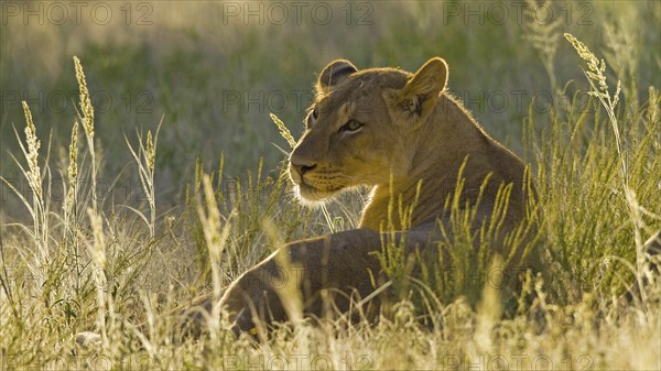 Resting female lion (Panthera leo) Lioness backlit by the evening sun Kalahari South Africa