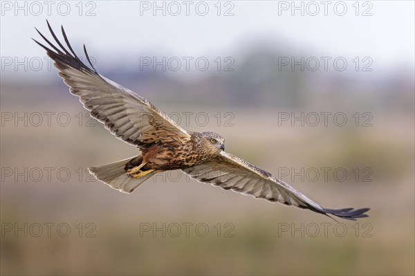 Marsh harrier (Circus aeruginosus) medium-sized bird of prey, male, hunting in reeds, looking for