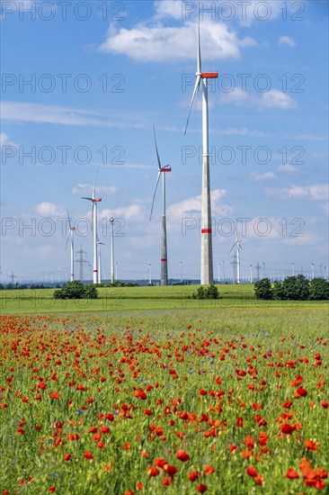 Wind farm, field with flower strips, insect-friendly border of fields with mixed flowers, poppies,
