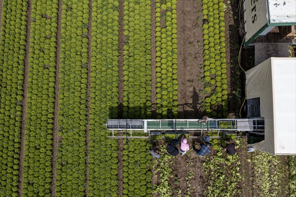 Harvesting Lollo Bianco lettuce, harvest workers cut off the lettuce heads, clean them and put them