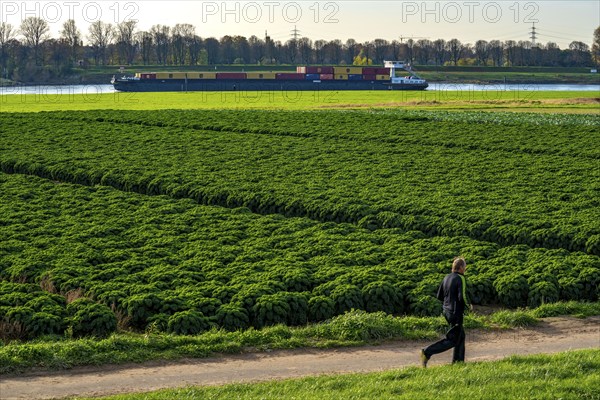 Kale field, growing area in the south of Düsseldorf, Volmerswerth district, cargo ship on the
