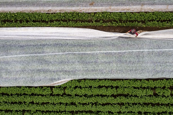 Potato field, fleece cover is removed, the fleece is intended to protect against weather