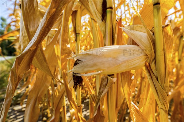 Corn field dried up and only low grown, small corn cobs, due to the summer drought, drought, in