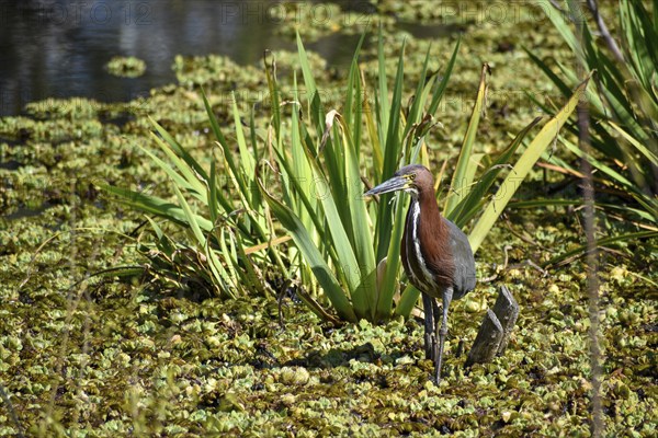 Rufescent tiger heron (Tigrisoma lineatum) in the wild, seen in Buenos Aires, Argentina, South
