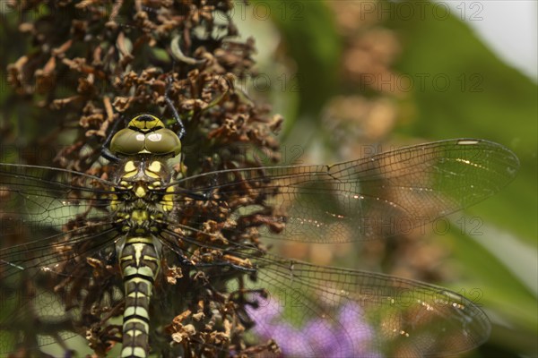 Southern hawker dragonfly (Aeshna cyanea) adult female insect resting on a garden Buddleja flower,