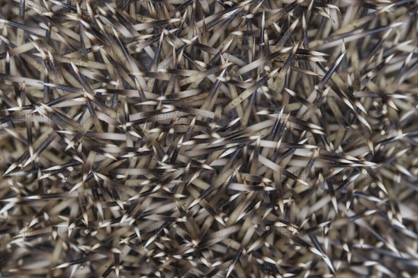 European hedgehog (Erinaceus europaeus) adult animal close up of its spines, England, United