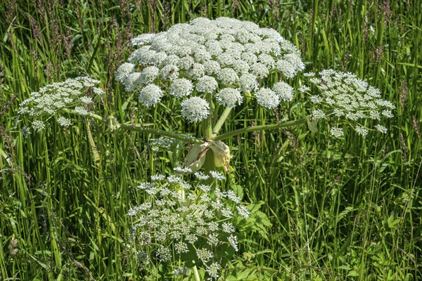 Flowering giant hogweed, (Heracleum mantegazzianum) an invasive species that is difficult to