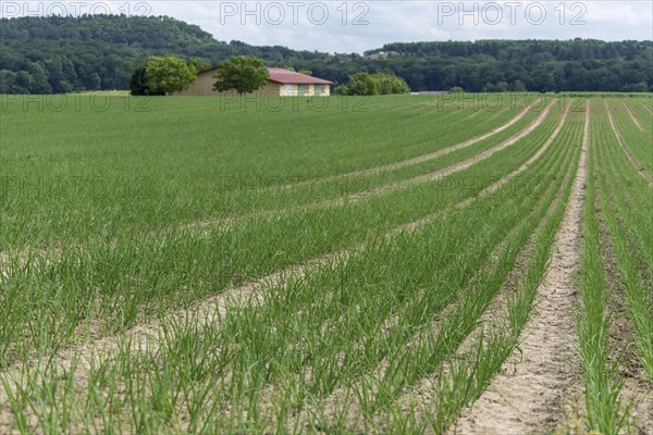 Young leek in field, (Allium porrum), Baden-Württemberg, Germany, Europe