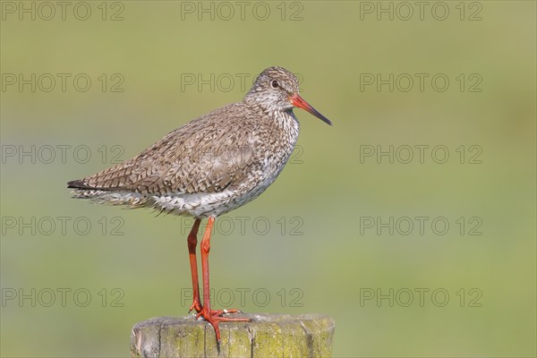 Common redshank (Tringa totanus) standing on a pasture fence, snipe bird, spring, wildlife, Hüde,