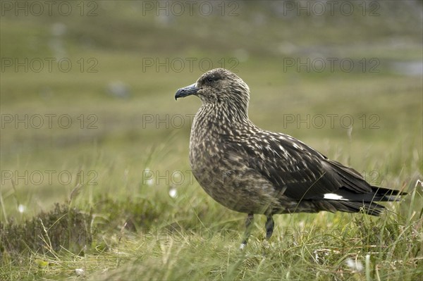 Great skua, Skua, (Stercorarius skua), Skua resting, Norway, Norway, Europe