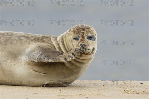Common seal (Phoca vitulina) adult animal scratching its nose on a seaside beach, Norfolk, England,