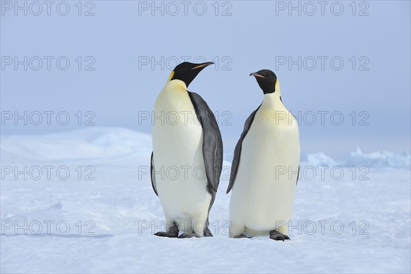 Emperor penguins (Aptenodytes forsteri), Two Adult, Snow Hill Island, Antartic Peninsula,