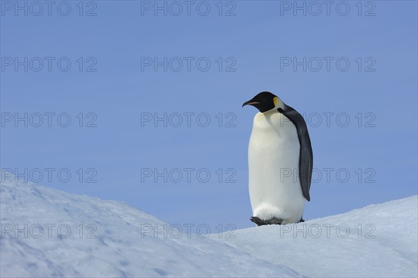 Emperor penguins (Aptenodytes forsteri), Adult, Snow Hill Island, Antartic Peninsula, Antarctica