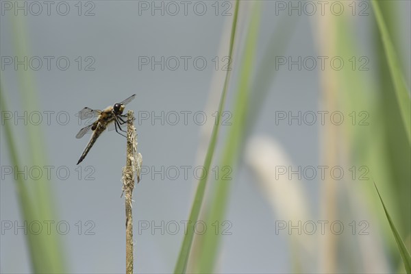 Four spotted chaser dragonfly (Libellula quadrimaculata) adult insect resting on a plant stem in a