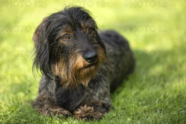 Rough-haired dachshund (Canis lupus familiaris) puppy, male, 3 years, animal portrait, lying in a