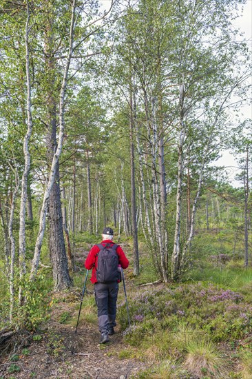 Woman hiking with walking poles and a backpack on a path at a bog with birch trees and pine trees