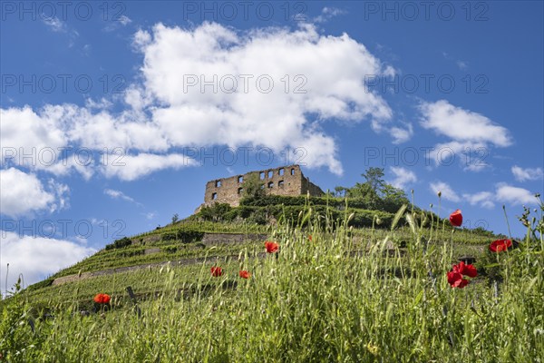 The ruins of Staufen Castle on the Schlossberg, wine-growing area, Staufen im Breisgau,