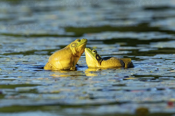 Bull frogs Lithobates catesbeianus. Male bull frogs fighting during the breeding season. La